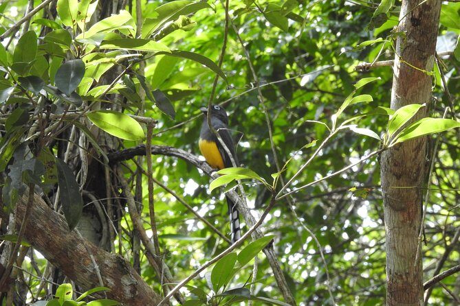 Birdwatching Playa del Carmen - Ruta de los Cenotes walk: how the day actually unfolds in the field