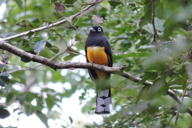 Birdwatching Playa del Carmen - Guides that really work the birds: Carlos, Lugo, Alberto