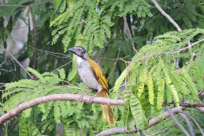 Birdwatching Playa del Carmen - Big species numbers: what you can realistically expect (and how to manage it)