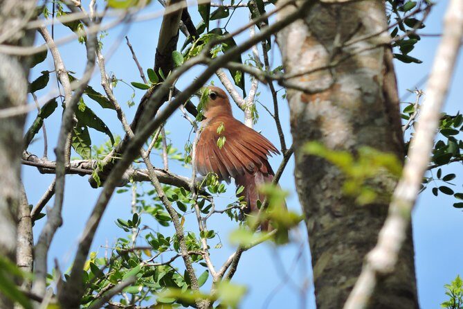 Birdwatching Playa del Carmen - Birdwatching tools: eBird, Merlin, and learning in the moment