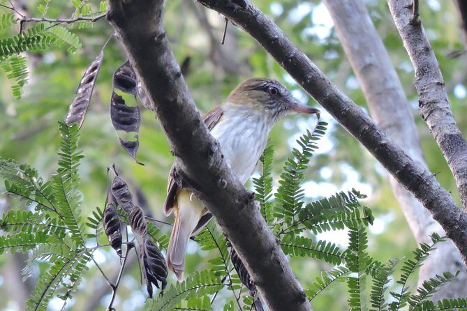 Birdwatching Playa del Carmen - What to bring for a 6-hour morning walk (so you don’t suffer quietly)