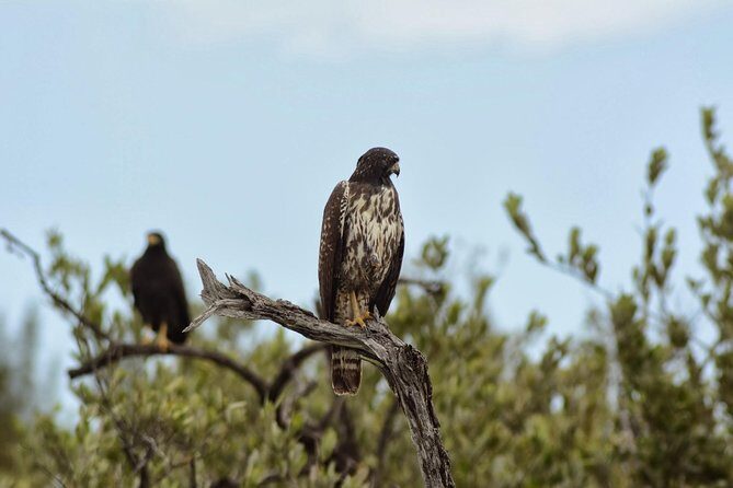 Birdwatching Sian Ka'an Biosphere Reserve - Muyil first: getting your bearings with birds and Maya context