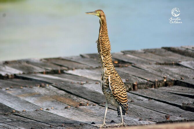 Birdwatching Sian Ka'an Biosphere Reserve - Breakfast and snacks: the underrated reason this works