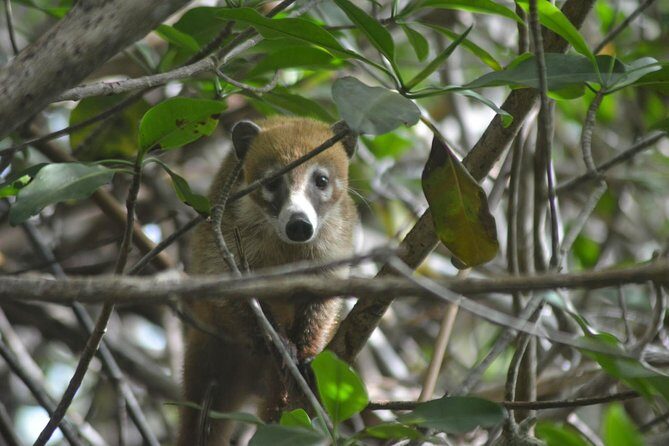 Birdwatching Sian Ka'an Biosphere Reserve - Group size and pacing: why small feels better here