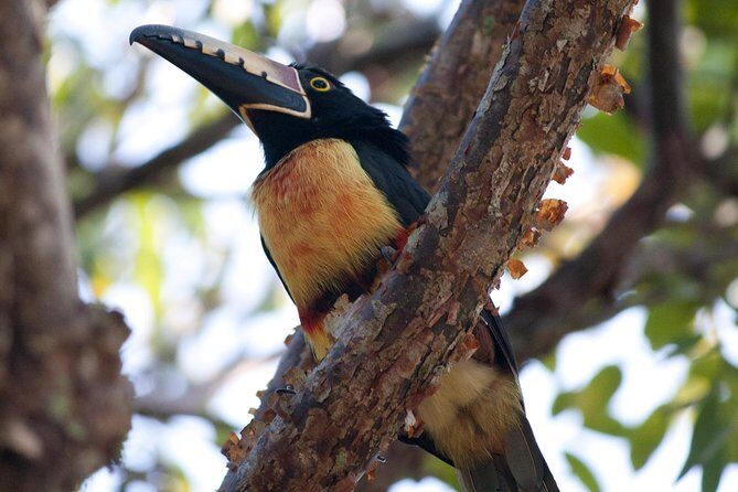 Birdwatching Sian Ka'an Biosphere Reserve - Who should book this Sian Ka’an birding morning