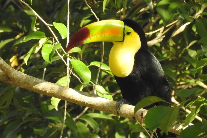 Birdwatching Sian Ka'an Biosphere Reserve - Birdwatching in Sian Ka’an: your guide is the real multiplier