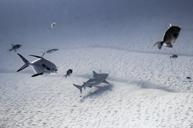 Bull Shark Dive in Playa del Carmen – Dive Machine Experience - Where this Playa del Carmen outing fits in your day