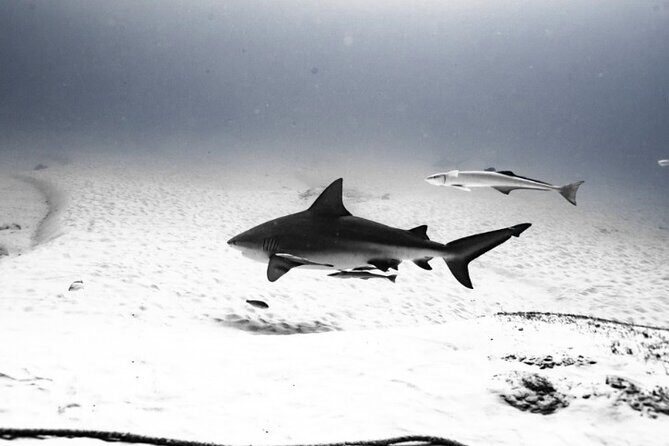 Bull Shark Dive in Playa del Carmen – Dive Machine Experience - Shark Point: the bull shark encounter over the sandy bottom