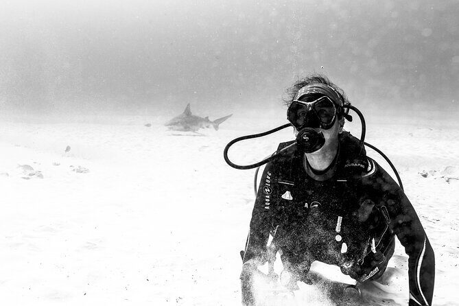 Bull Shark Dive in Playa del Carmen – Dive Machine Experience - Universal Inclusion and why the instruction quality matters