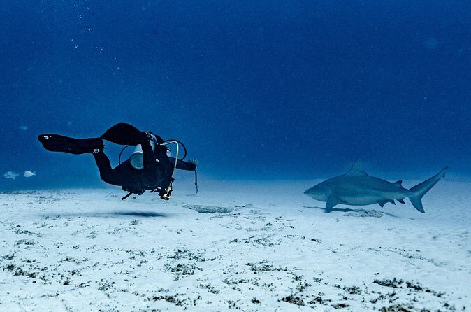Bull Shark Dive in Playa del Carmen – Dive Machine Experience - What’s included vs. what to budget