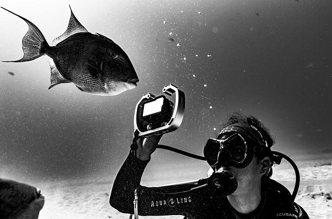 Bull Shark Dive in Playa del Carmen – Dive Machine Experience - Weather, fitness, and the flight timing rule