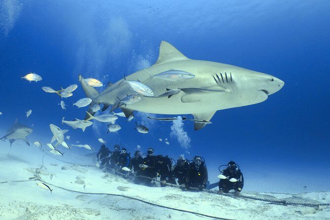 Bull Shark Extreme - 1tank /Only for Certified Divers - Key Details That Matter Before You Go