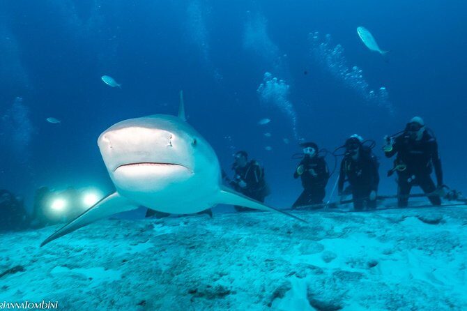 Bull Shark Extreme - 1tank /Only for Certified Divers - Safety Setup: What You Get, and What to Consider If You’re Gear-Specific