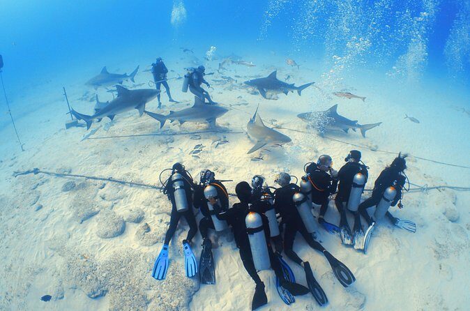Bull Shark Extreme - 1tank /Only for Certified Divers - Underwater Behavior: Line, Feeder, and How Close It Really Feels