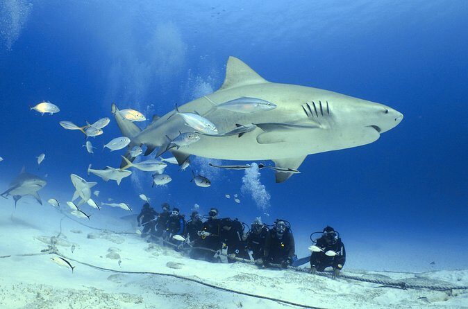 Bull Shark Extreme - 1tank /Only for Certified Divers - Who Should Book This Shark Encounter (and Who Might Reconsider)