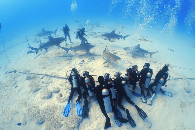 Bull Shark Extreme - 1tank /Only for Certified Divers - The Animal Angle: Seasonality and Why Pregnant Females Matter