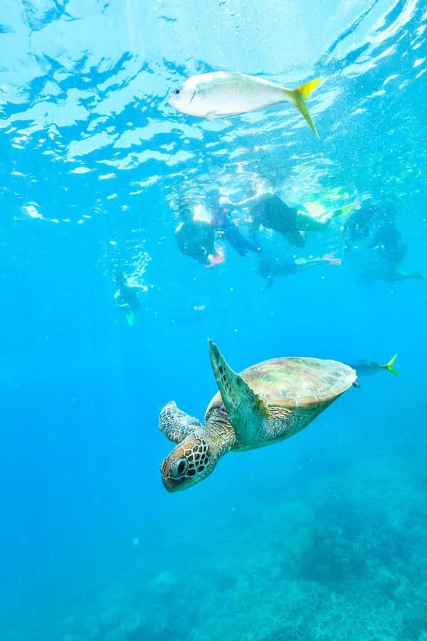 Cancun: Explore Tulum, swim with turtles, cenote, and snorkel in caves - A one-day hit of Tulum ruins, Akumal turtles, and Nohoch Nah Chich cenote