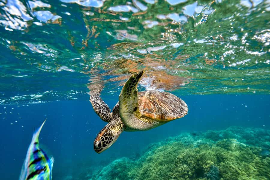 Cancun: Explore Tulum, swim with turtles, cenote, and snorkel in caves - Tequila tasting and Mayan chocolate: small stops with real cultural context