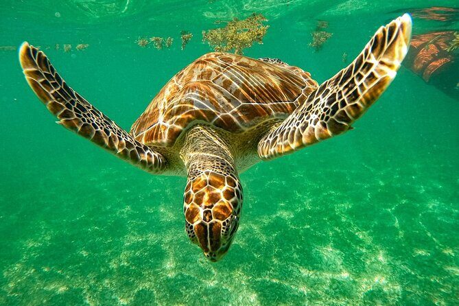 Cenote and Swimming with Turtles Private Tour in Akumal - Key highlights you’ll feel fast