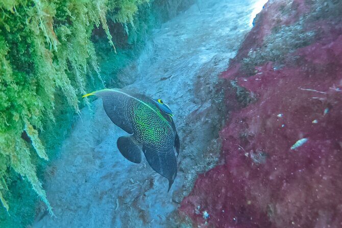 Cenote; Snorkeling and Photos with Colorful Fish - Lagoon snorkeling: spotting 35 types of tropical fish