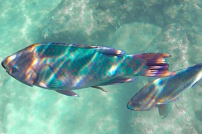 Cenote; Snorkeling and Photos with Colorful Fish - Facilities on-site: bathrooms, showers, and changing rooms