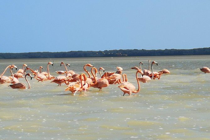 Cenote Suytun & Rio Lagartos & Las Coloradas - A 12-hour nature day on the Yucatán: start early, keep it easy