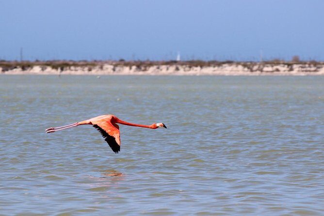 Cenote Suytun & Rio Lagartos & Las Coloradas - Rio Lagartos: mangroves, wildlife, and flamingoes on the move