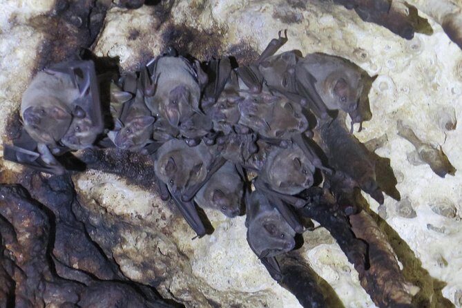 Cenotes diving Dos Ojos and The Bat Cave - The day plan: 8:00 start, pickup, and an easy rhythm