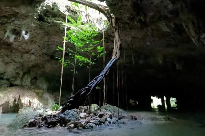 Cenotes Sacactum, Private tour. - What to Expect Moment by Moment