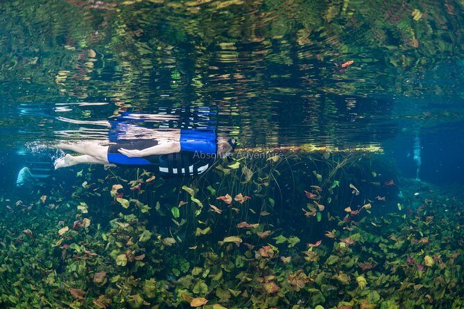 Cenotes Taak Bi Ha & Nicte Ha – VIP Snorkeling Private Tour - Your private guide: what you can look for on the day