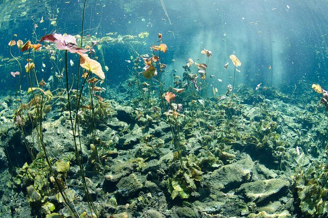 Cenotes Taak Bi Ha & Nicte Ha – VIP Snorkeling Private Tour - Price and value: why $176 can work (or not) for your style