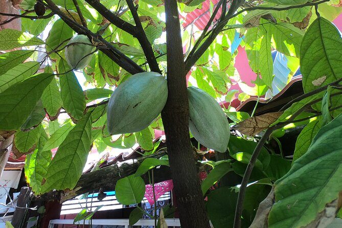 Chocolate Tasting & mayan Presentation - Lunch at a family kitchen: tacos you help make