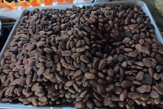 Chocolate Tasting & mayan Presentation - Price and value: what $82 buys you in Cozumel