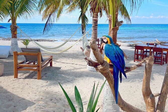 Clear Boat and Island Tour by Buggy with Mayan Experience - Playa Publica San Martín: Beach Lunch Without the Tourist Trap Feel