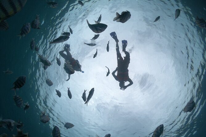 Clear Boat & Snorkel Cozumel Tour with Drinks - Clear Boat Views: The big reason this tour works