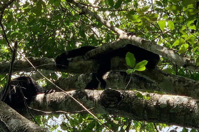 Coba Ruins and Punta Laguna Monkey Reserve Day Tour from Tulum - Guides and group feel: the VIP factor you’ll notice