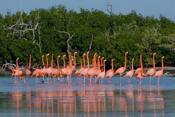 Coloradas Pink Lagoon Adventure from Playa del Carmen and Riviera Maya - Las Coloradas Pink Lagoon: the Rosas waters stop (and how to time your photos)
