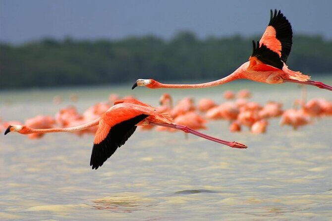 Coloradas Pink Lagoon Adventure from Playa del Carmen and Riviera Maya - The drive from Playa del Carmen: long hours, so choose your comfort strategy