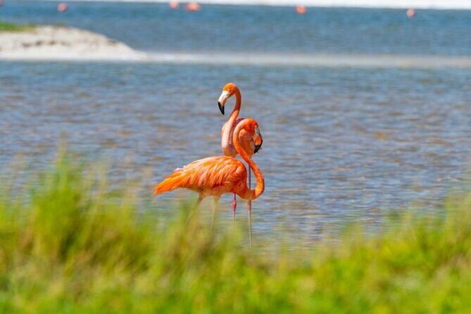 Coloradas Pink Lagoon Adventure from Playa del Carmen and Riviera Maya - Tour flow and group size: up to 18, packed day energy