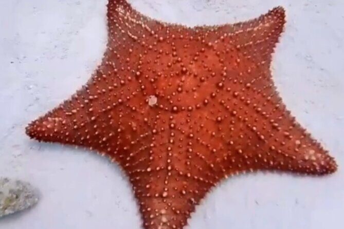 Cozumel 4 Hour Boat Sky Tour - Playa El Cielo: starfish spotting in shallow water