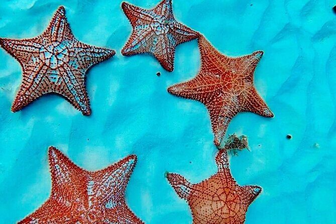 Cozumel Catamaran Fun: Snorkeling, Open Bar & Water Park - Stop 4: El Cielo sandbar for shallow-water starfish time