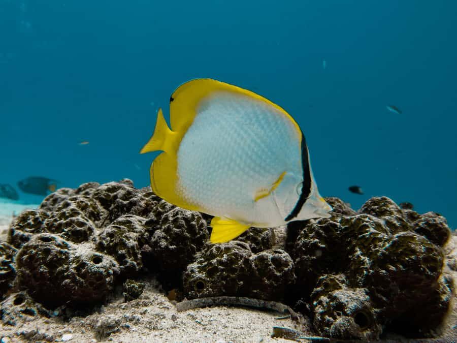 Cozumel: Chankanaab Park Admission+ Snorkel+ Welcome drink - Who This Works For (and Who Should Skip It)