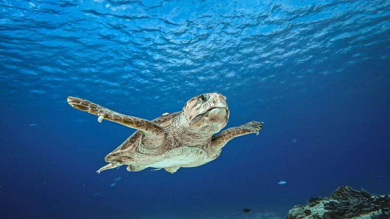 Cozumel: Discover Scuba Diving for Non-Certified Divers - Key Things to Know Before You Go