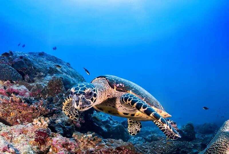 Cozumel: Discover Scuba Diving for Non-Certified Divers - Boat Time, Surface Interval Snacks, and Lunch Break