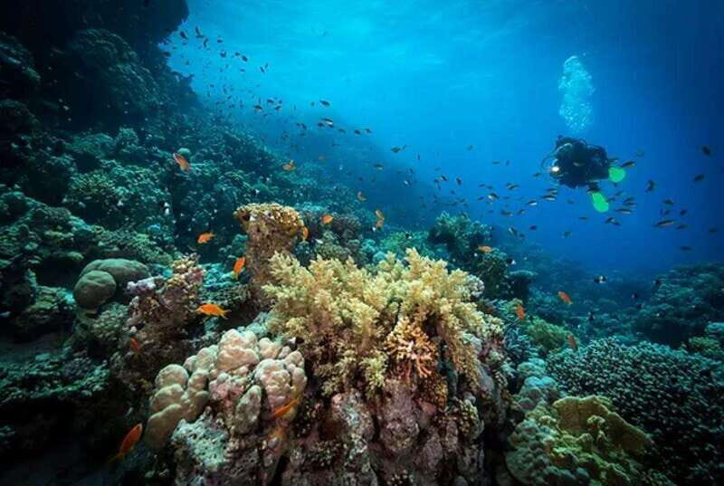 Cozumel: Discover Scuba Diving for Non-Certified Divers - Safety and Supervision: What Makes This Feel Comfortable