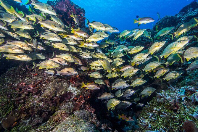 Cozumel Dive Package - Certified Divers from the Riviera Maya (4 dives) - Why Playa del Carmen + Cozumel works so well