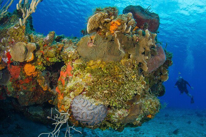 Cozumel Dive Package - Certified Divers from the Riviera Maya (4 dives) - Marine life and reef formations: what you should actively look for
