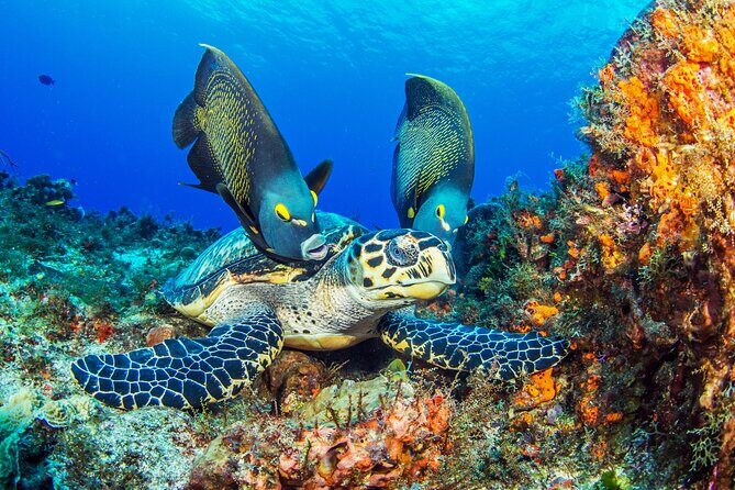 Cozumel Dive Package - Certified Divers from the Riviera Maya (4 dives) - Price and what you’re really paying for at $378