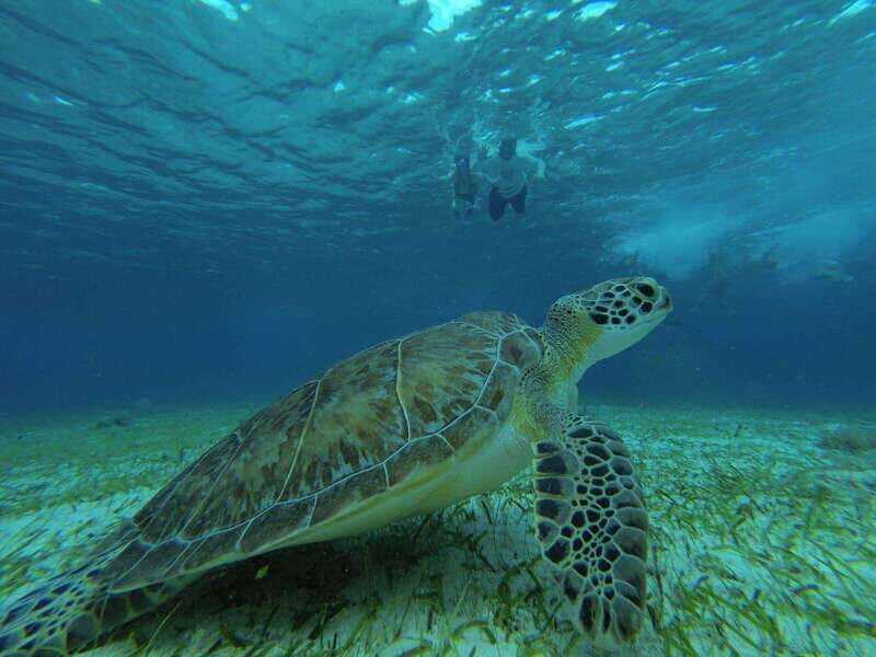 Cozumel, El Cielo: 4-Hour Private Tour - El Cielo (Heaven): Why This Part Is the Big Reason People Book