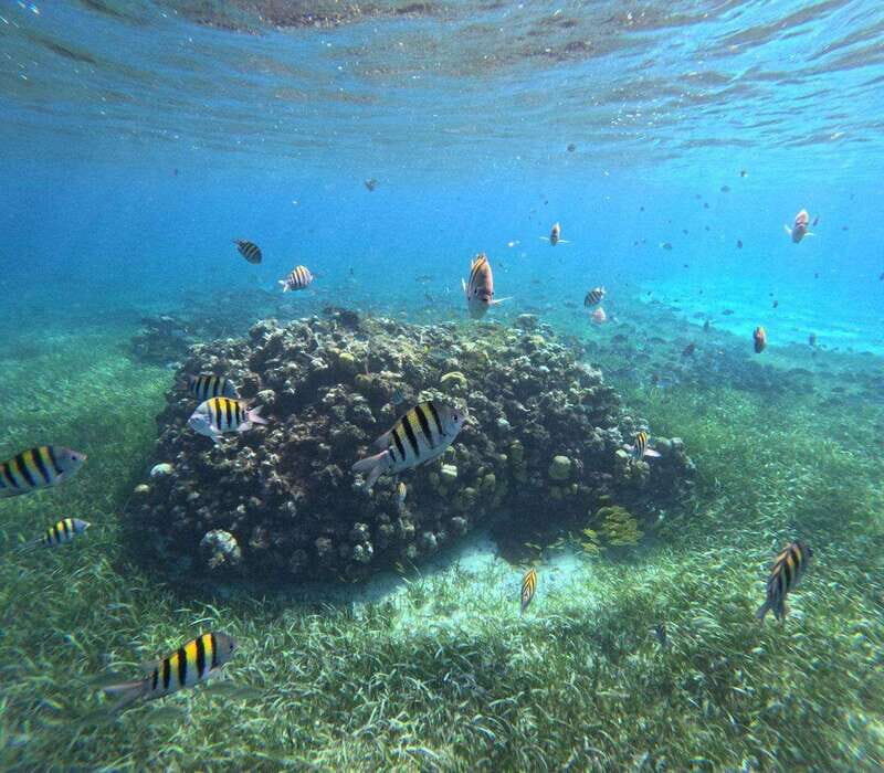 Cozumel, El Cielo: 4-Hour Private Tour - Meeting Point at El Mayor Snorkeling Tours: Find the Right Boat Fast